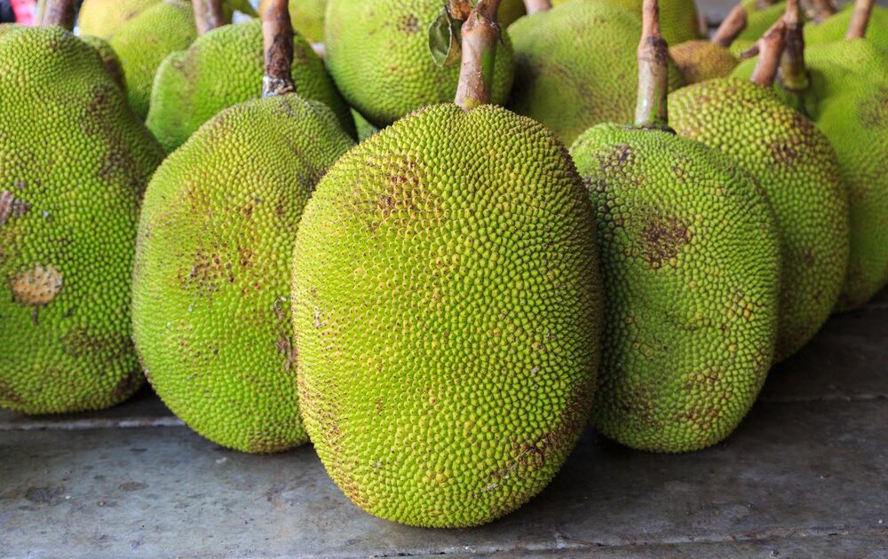 what is jackfruit