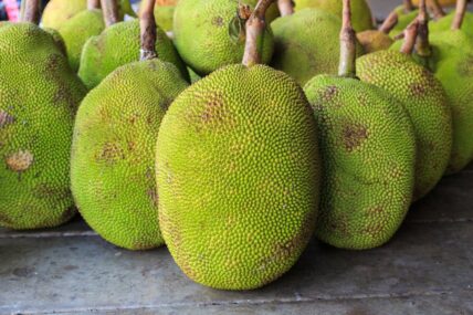 what is jackfruit