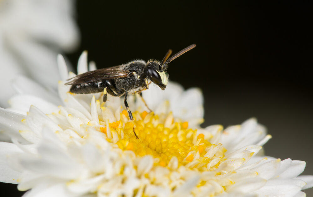 7 Hawaiian Bees Added to Endangered Species List