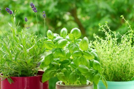 Herb Garden Pruning 101: Your Hands-On Guide to Quick and Easy Care
