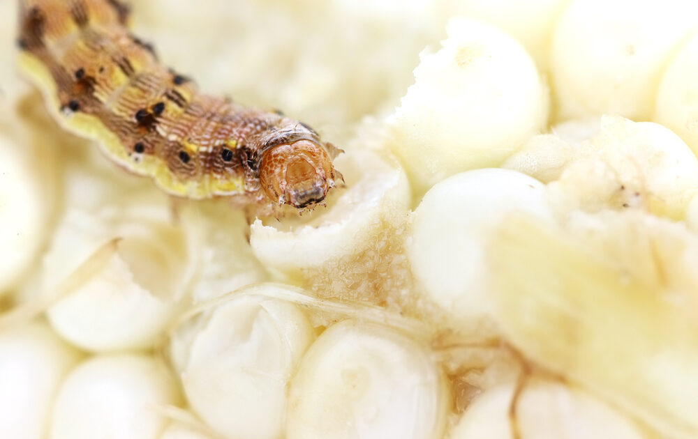 Could Caterpillar Poop be the Best Natural Pesticide