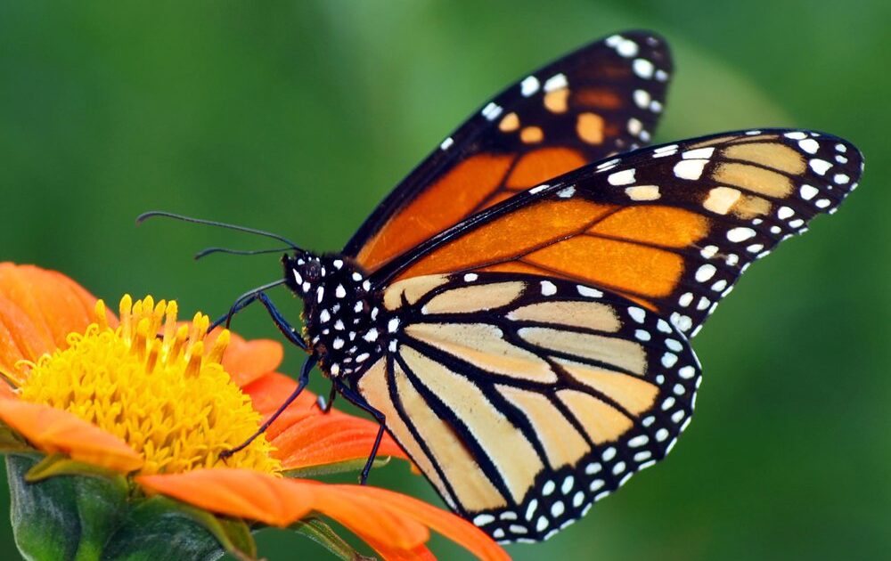 Are Monarch Butterflies Finally Coming Home?