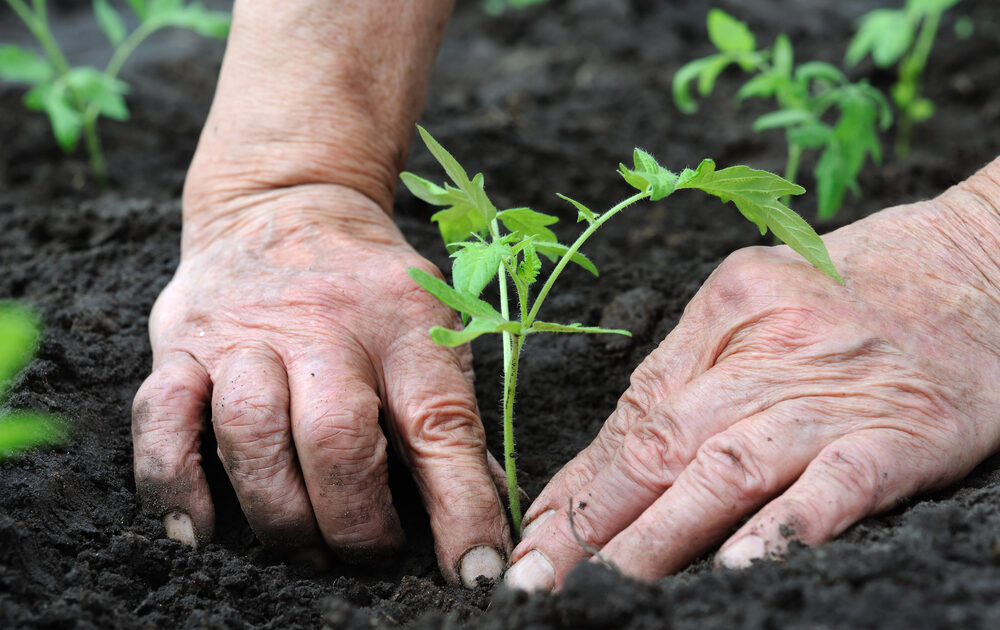sustainable agriculture