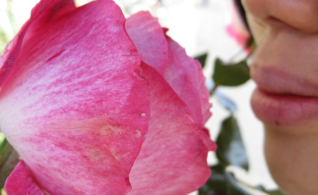 smelling a rose photo
