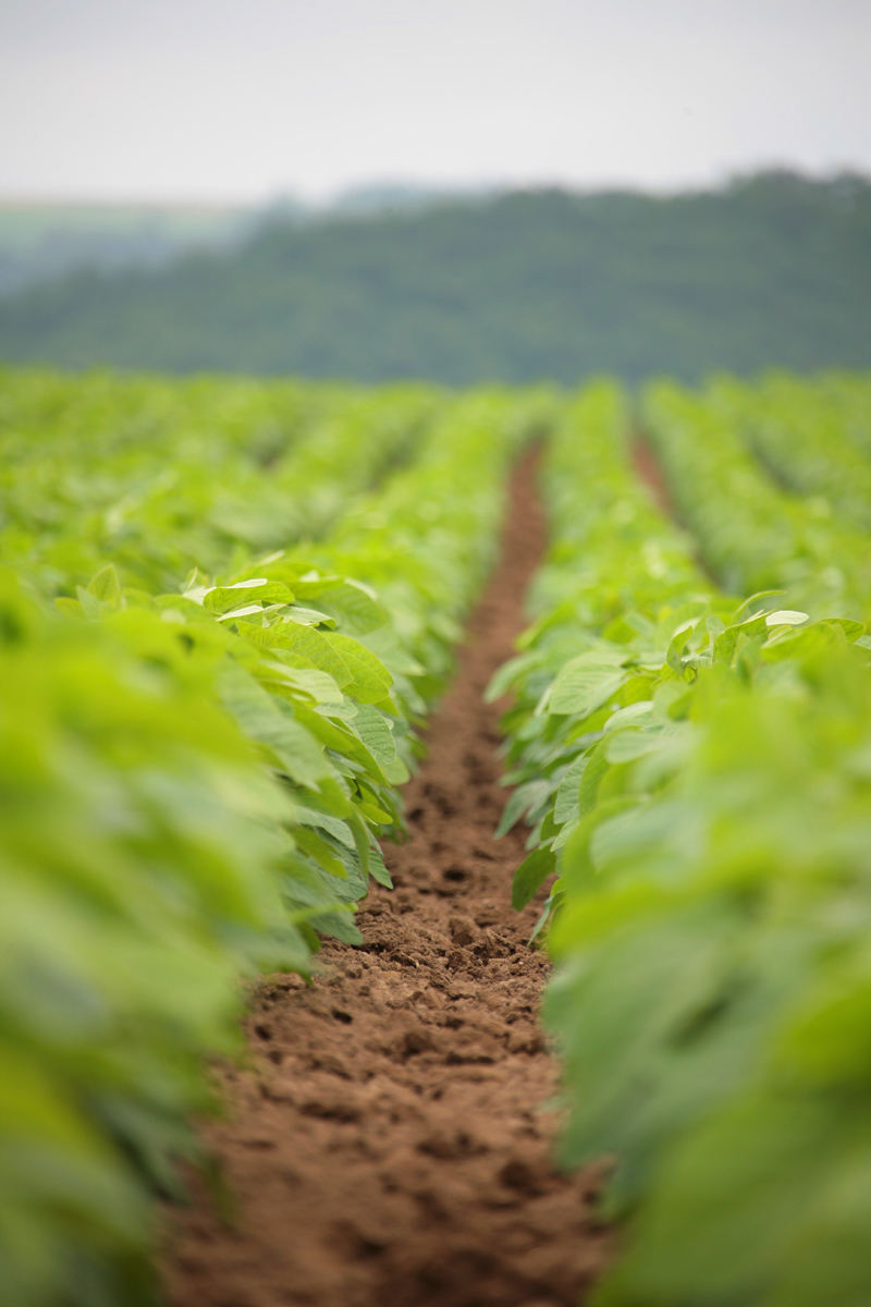 soil