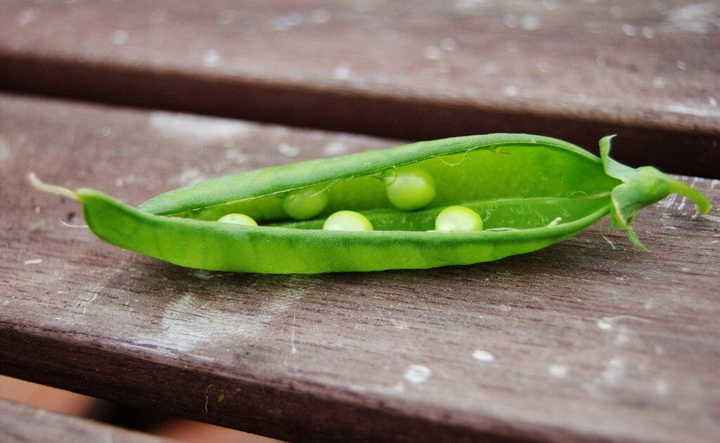 spring peas