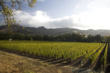 Image of Stag’s Leap Wine Cellars vineyard with mountains in the background and a cloudy sky.