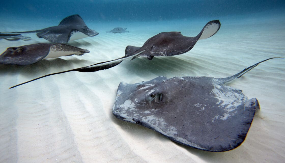 Southern Stingrays, Grand Cayman Islands.