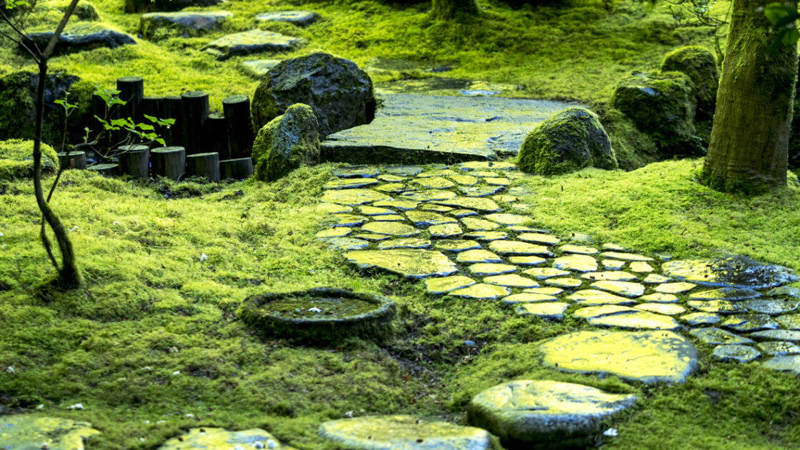 How to Grow a Living Garden Rug with Pretty Ground Cover Plants