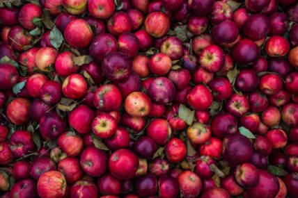 Beautiful red apples harvested for apple cider vinegar. The health benefits of apple cider vinegar are touted by many. Read a Registered Dietician's take on the real benefits.