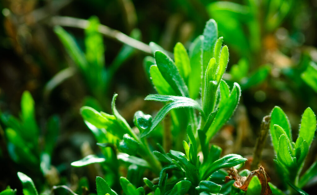 tarragon
