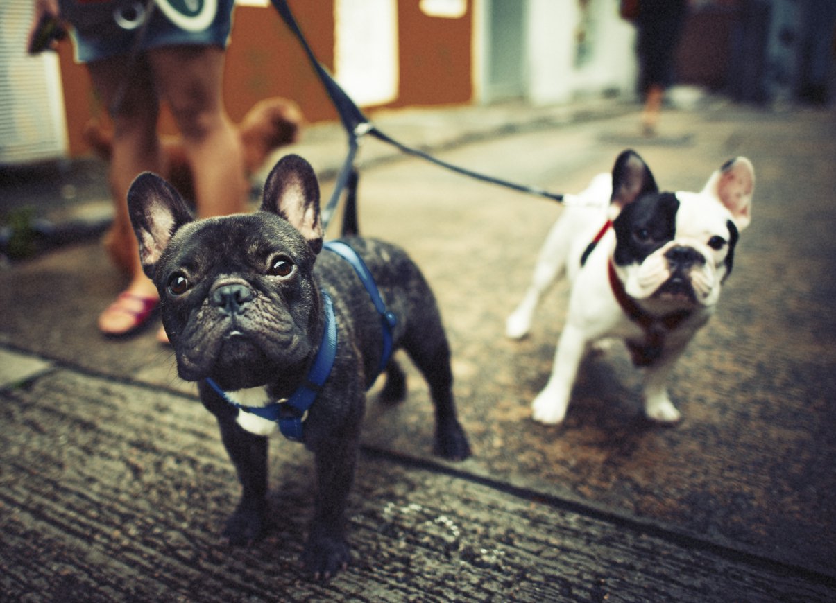 The Canine Waste Conundrum: Recycled Plastic Bags Or Compostable Alternatives
