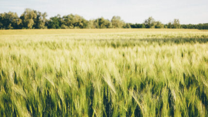EPA Extends Dicamba Registration for 2 Years