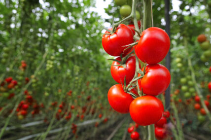 sustainable food