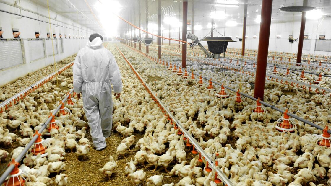 Tyson Foods Tackles Animal Cruelty With Video Monitoring at 33 Poultry Farms