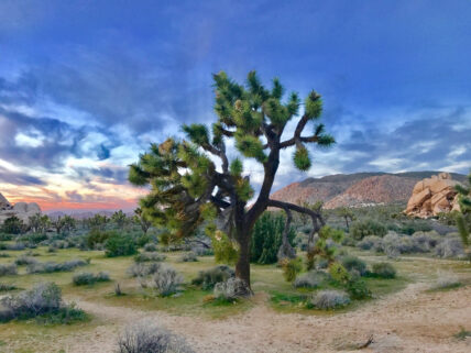 U.S. National Parks Take the Biggest Hit From Climate Change