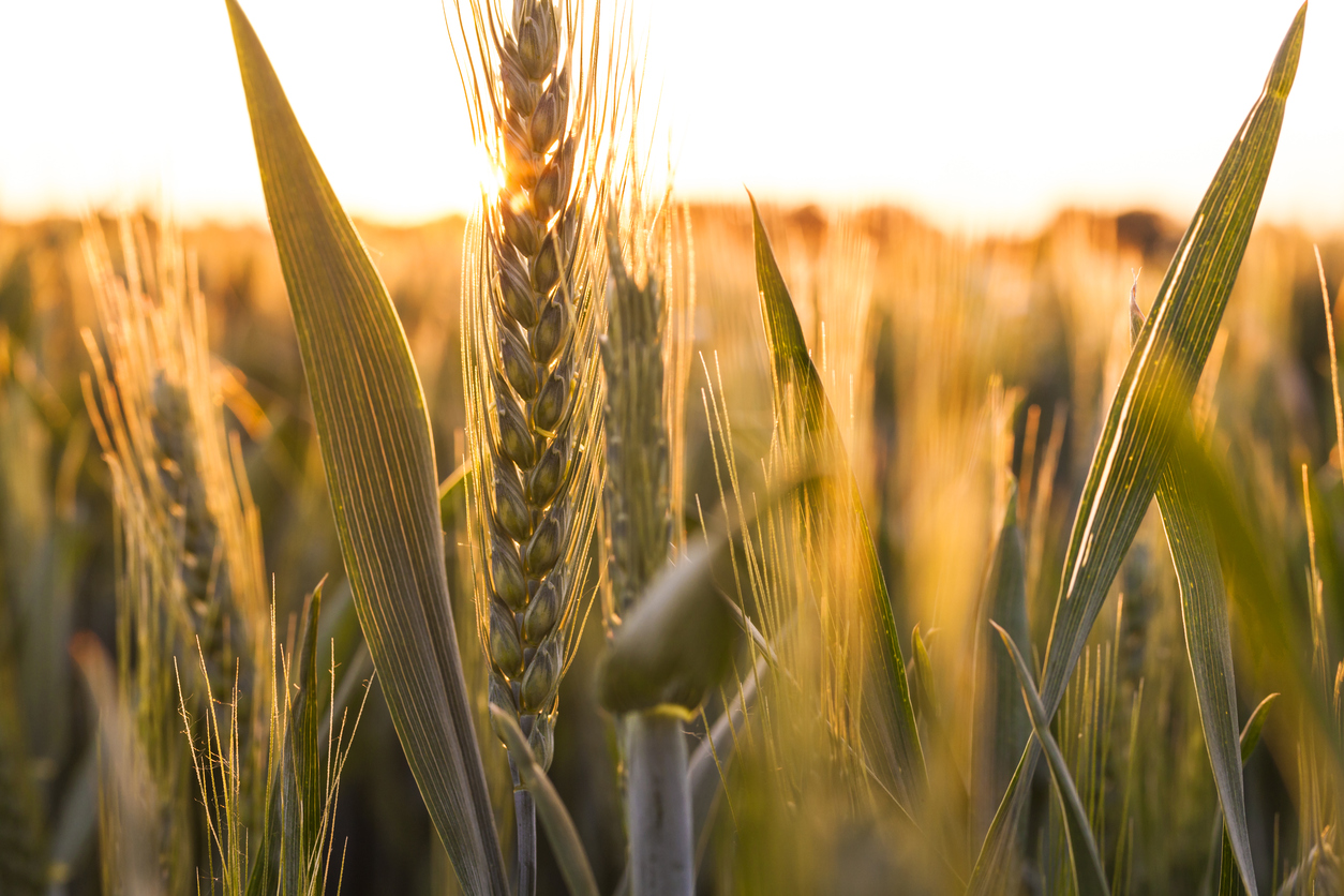 USDA's National Organic Program Operating Illegally, Says Industry Watchdog Group