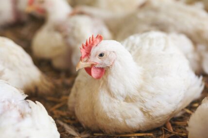 Walmart Sued Over Misleading Marketing on Organic Cage-Free Eggs