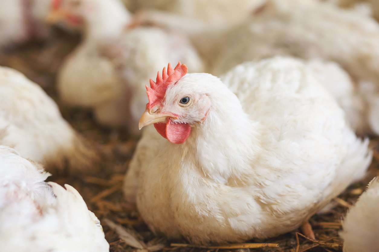Walmart Sued Over Misleading Marketing on Organic Cage-Free Eggs