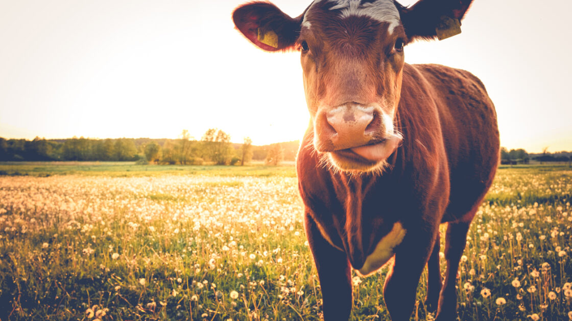 We Underestimated Global Livestock Methane Gas Emissions, Study Finds