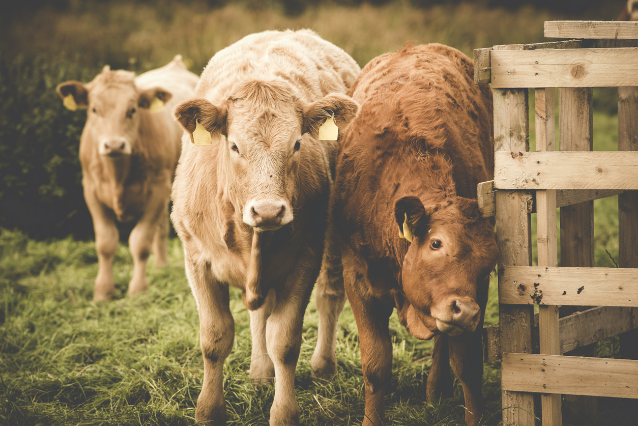 What Does 'Grass-Fed' Really Mean (and Who Decides?)