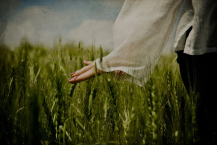 wheat field