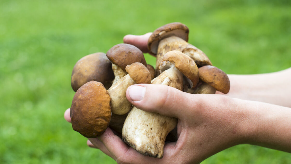 Which Medicinal Mushroom is Right for You?