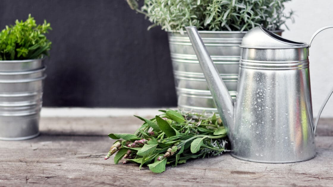 Why You Need to Grow Your Own Skincare Ingredients (Plus a DIY to Get You Started)