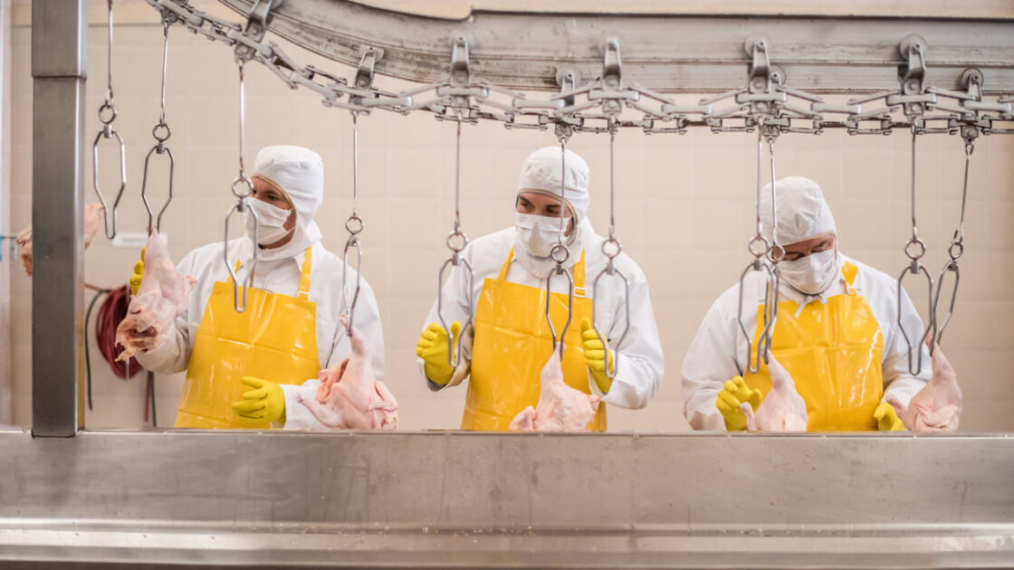 Workers in Poultry Plants Don't Have Regular Access to Bathrooms, New Report Shows