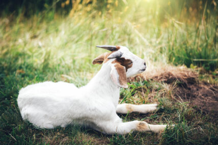 goat yoga