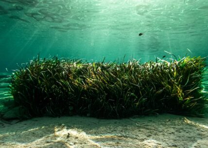 Image of sea moss in the sand underwater, which will eventually be produced into sea moss gel as a natural supplement.