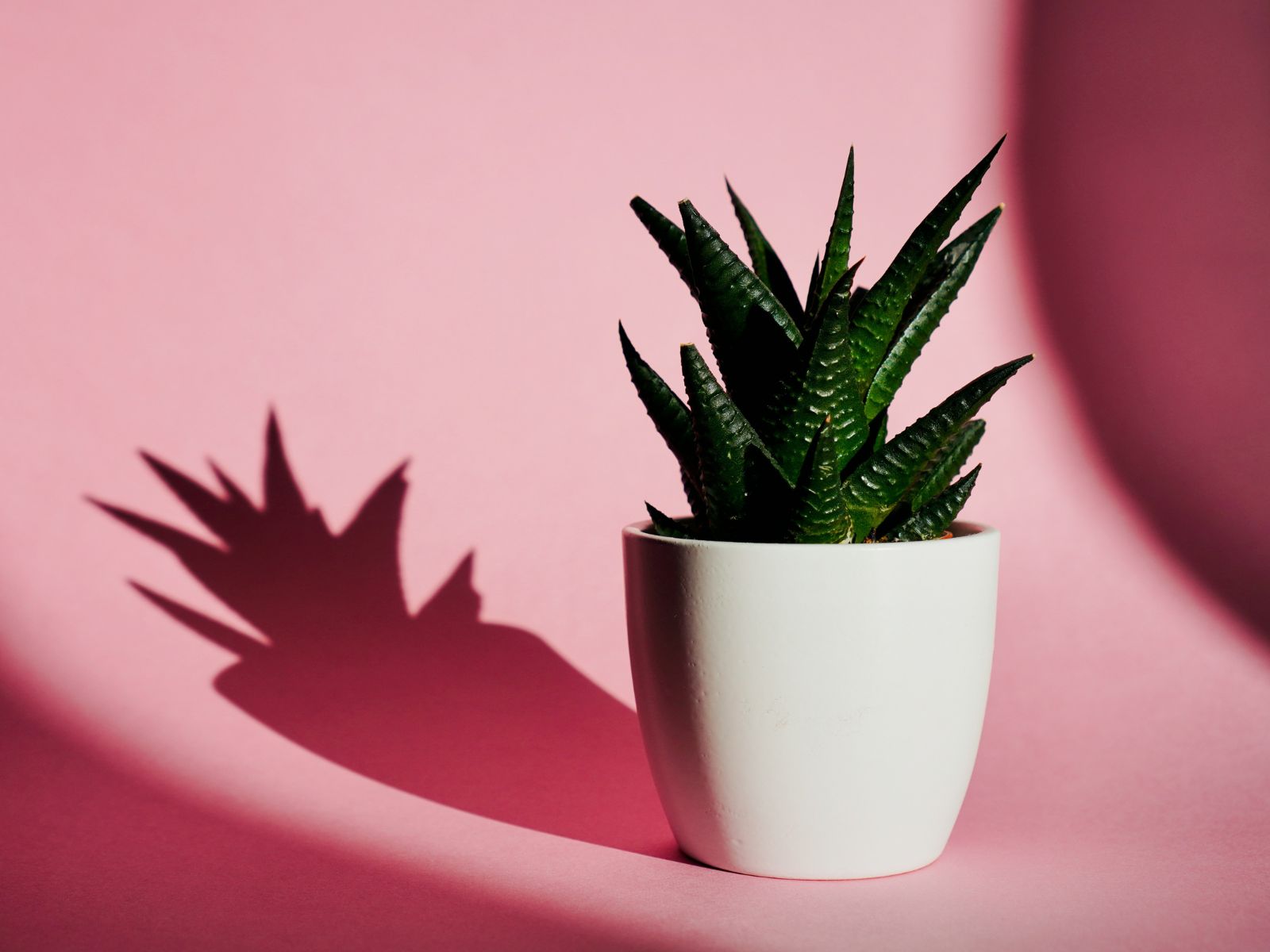 Aloe Vera Unsplash