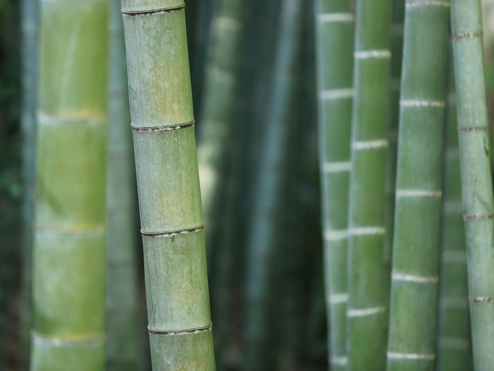 Bamboo Plant Unsplash