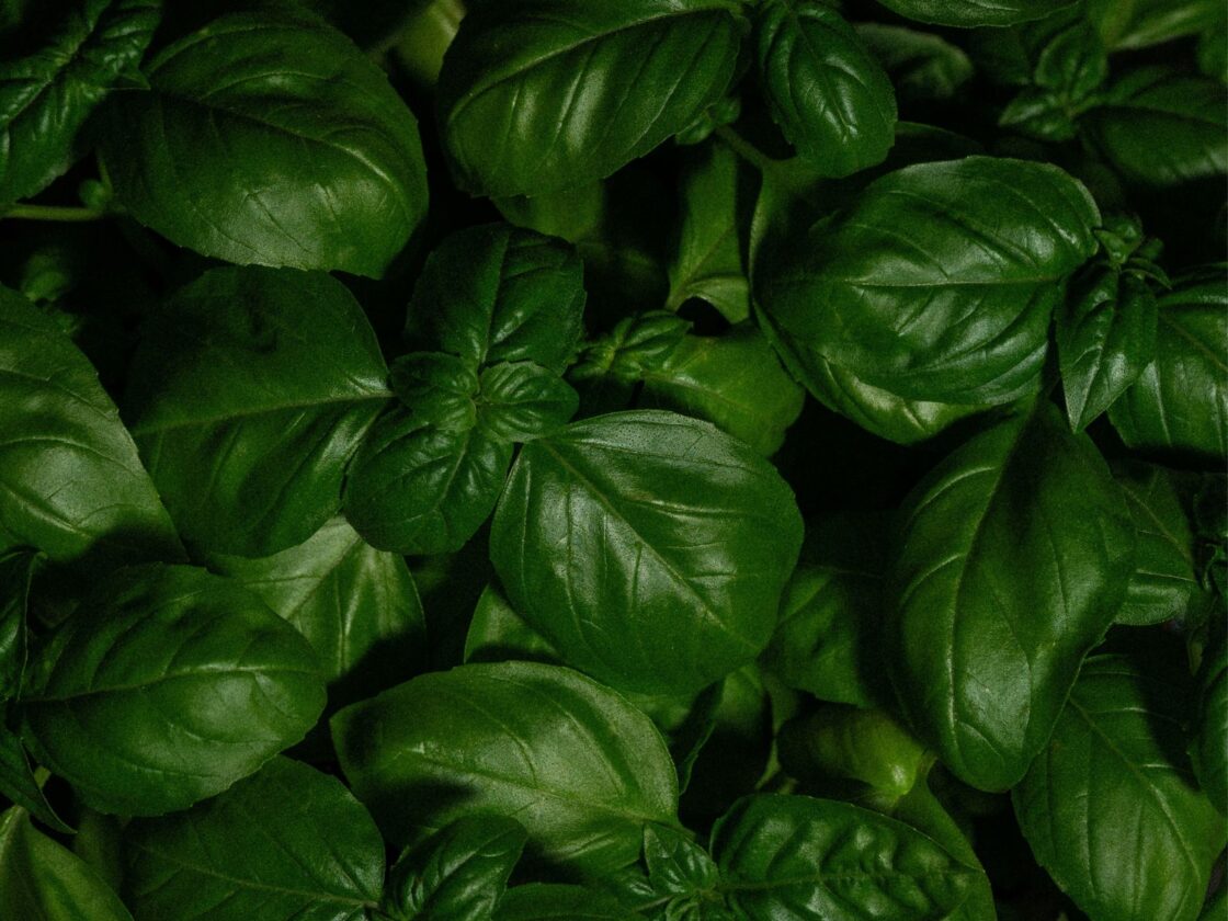 Basil Unsplash