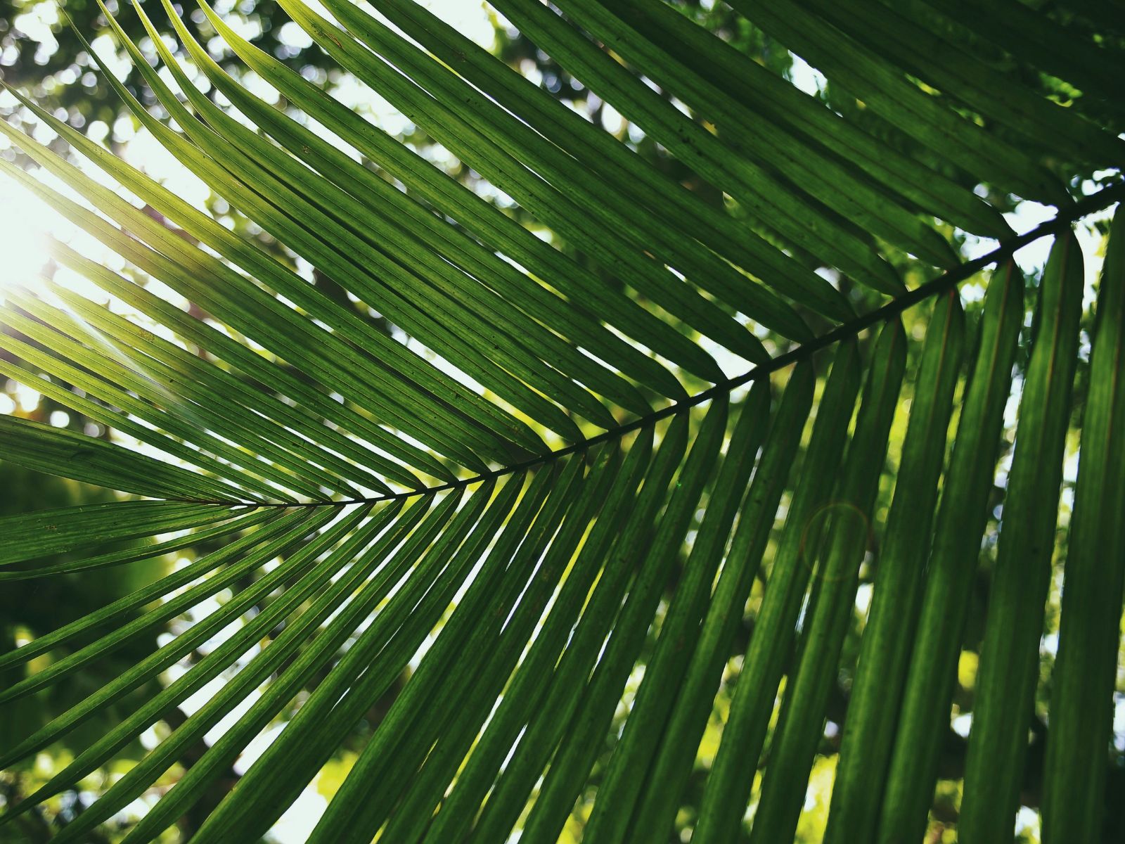 Big Palm Unsplash