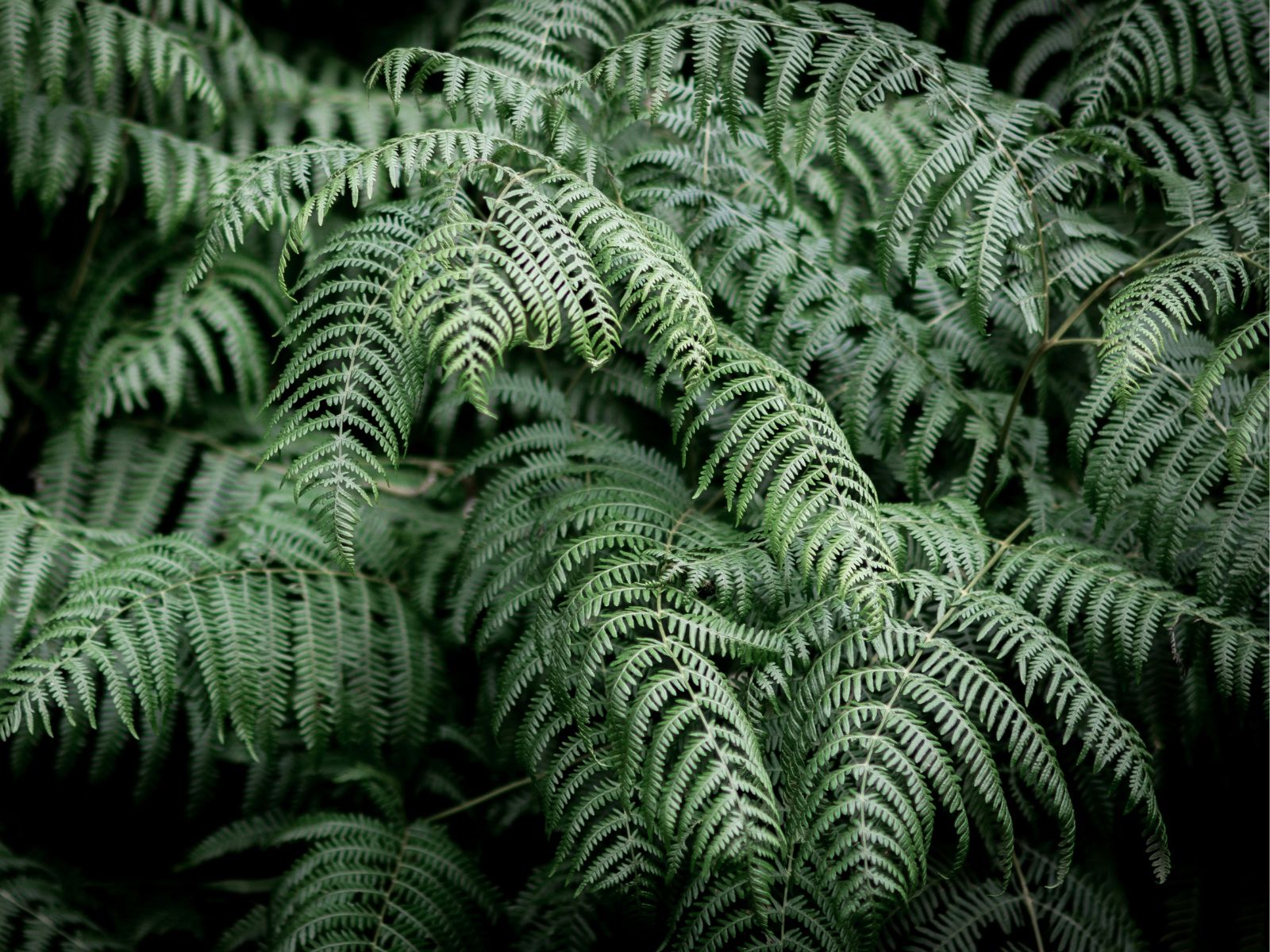 Boston Fern, Unsplash