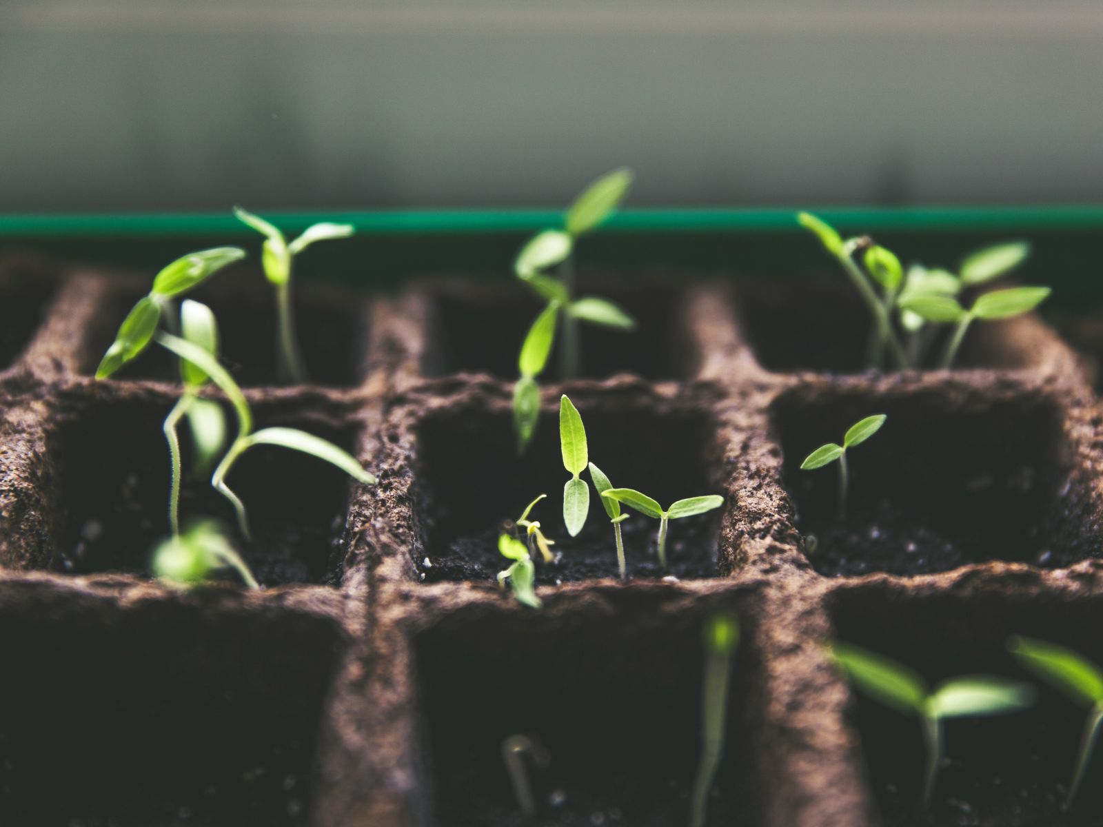 Lentils Sprouted, Unsplash