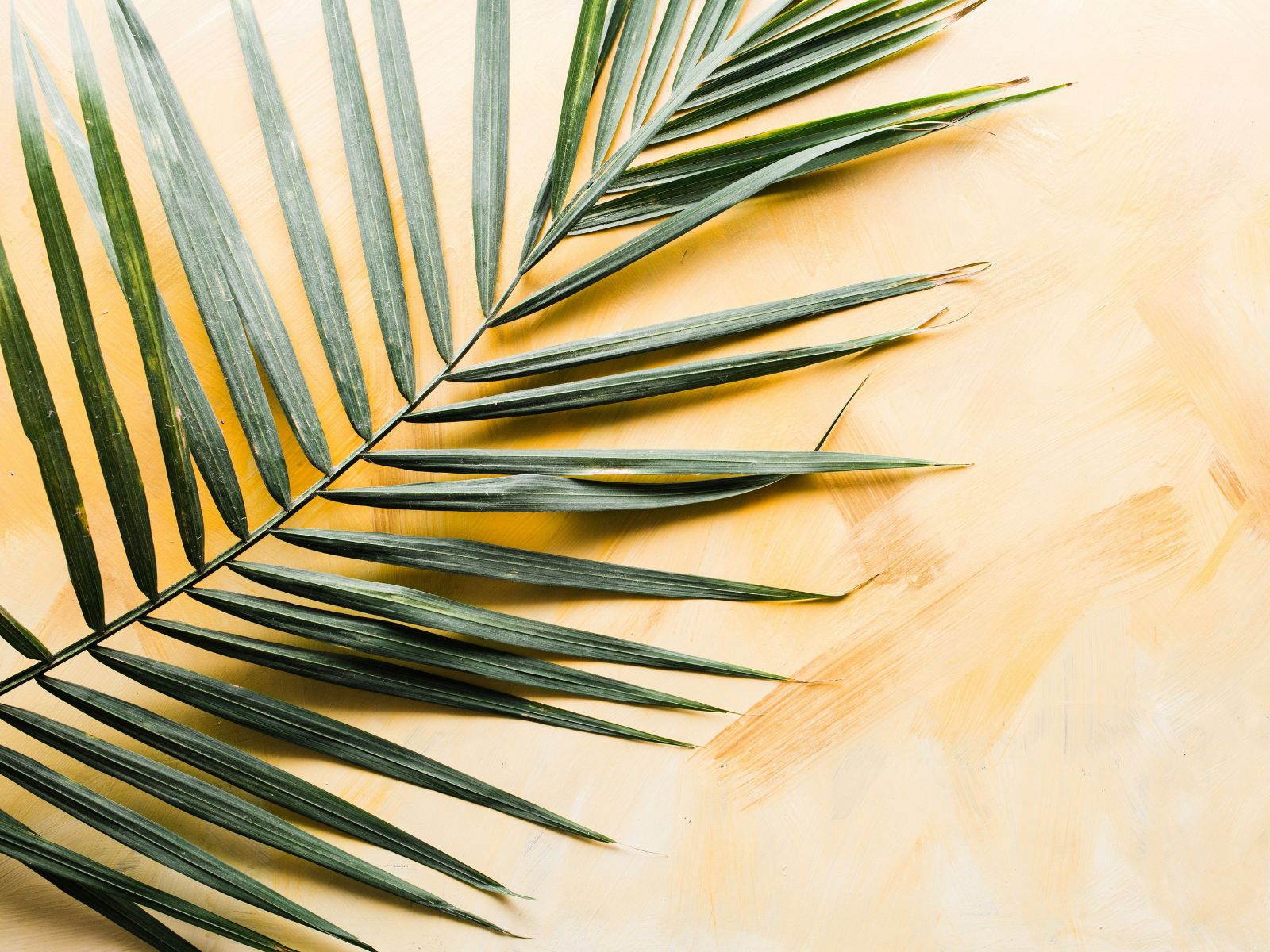 Palm Unsplash