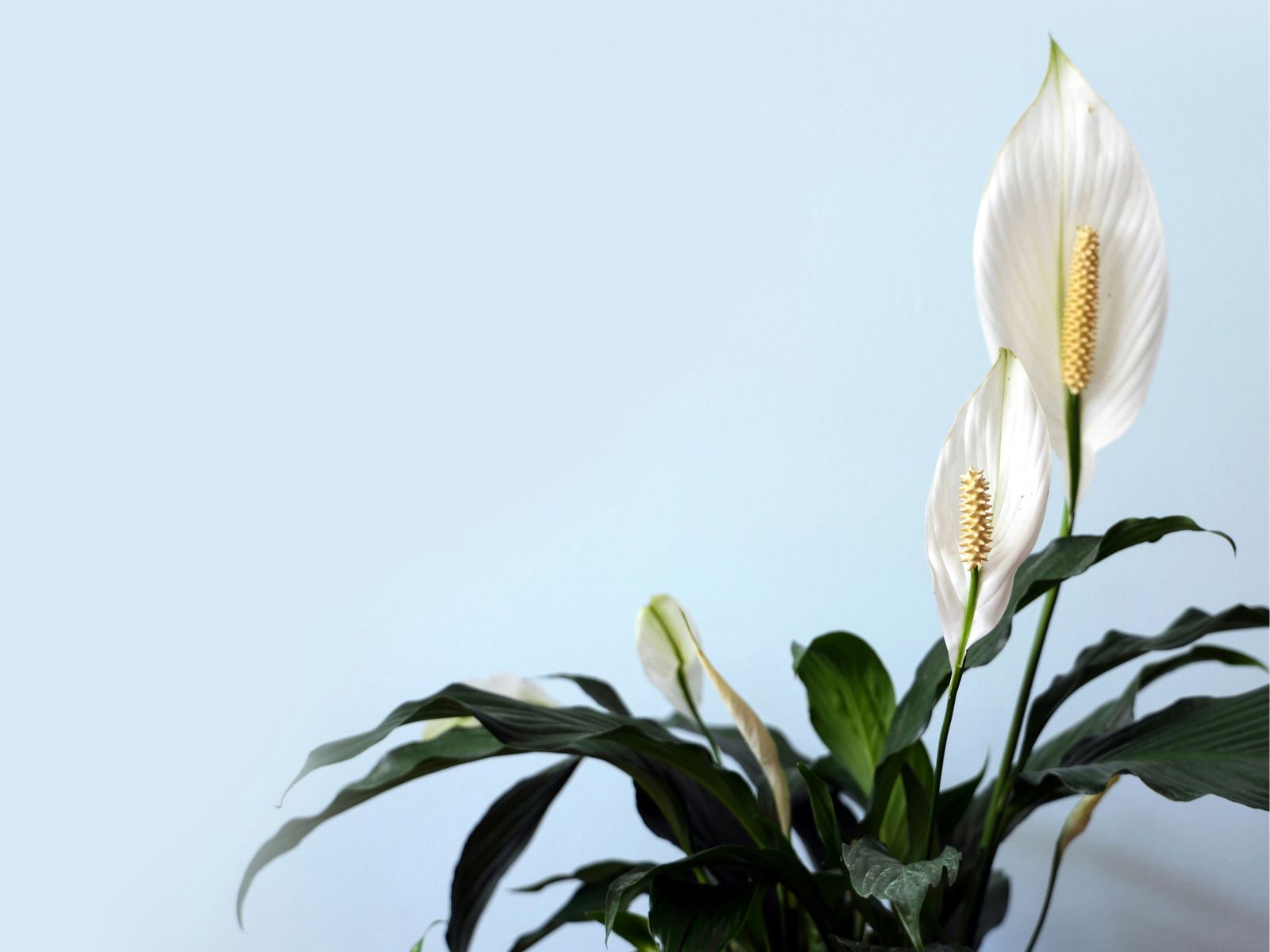Peace Lily, Unsplash