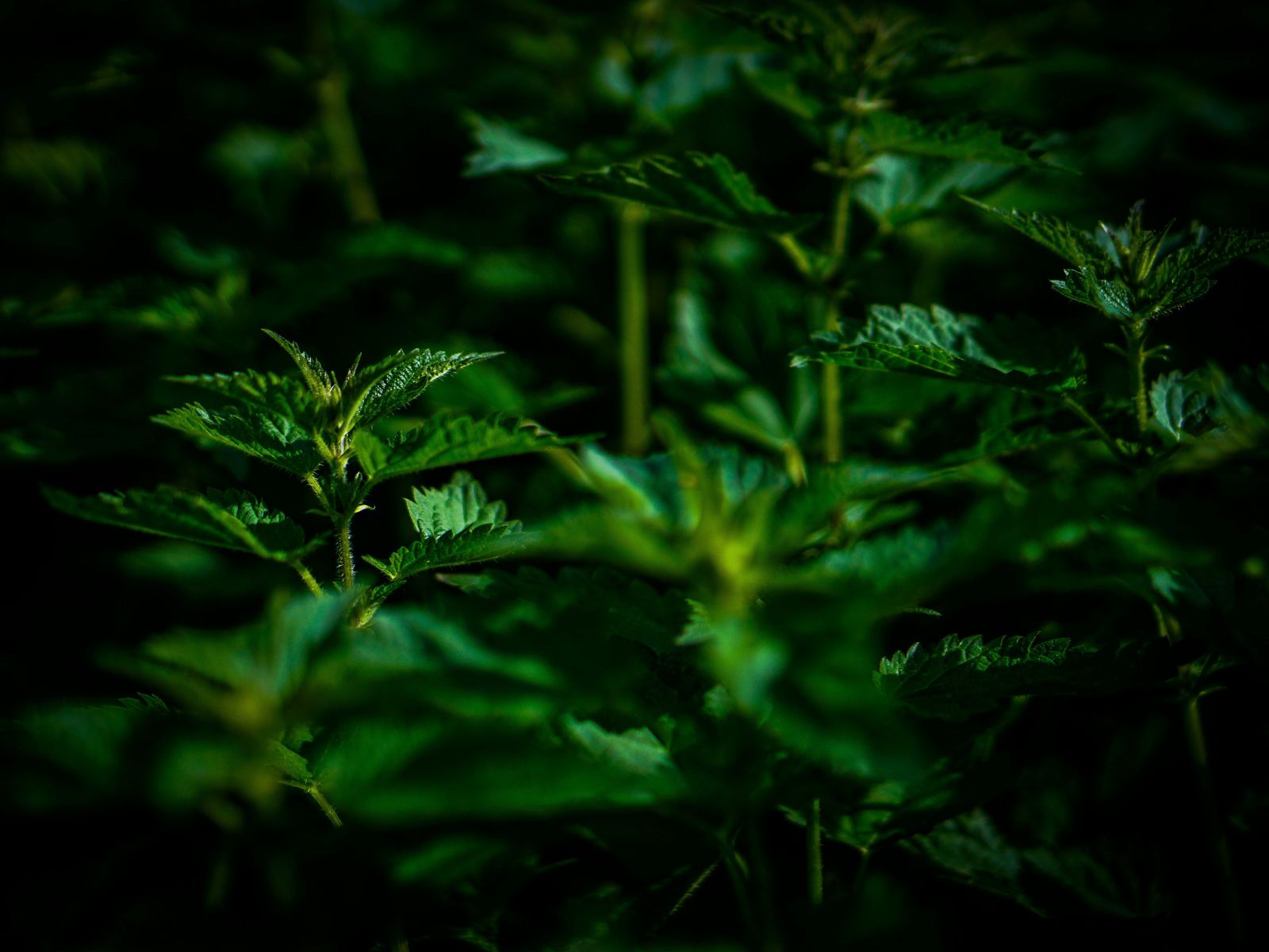 Peppermint Leaves, Unsplash