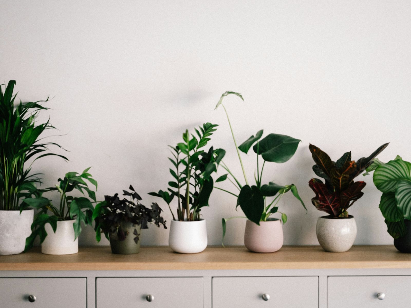 Air Purifying Plants ways Unsplash