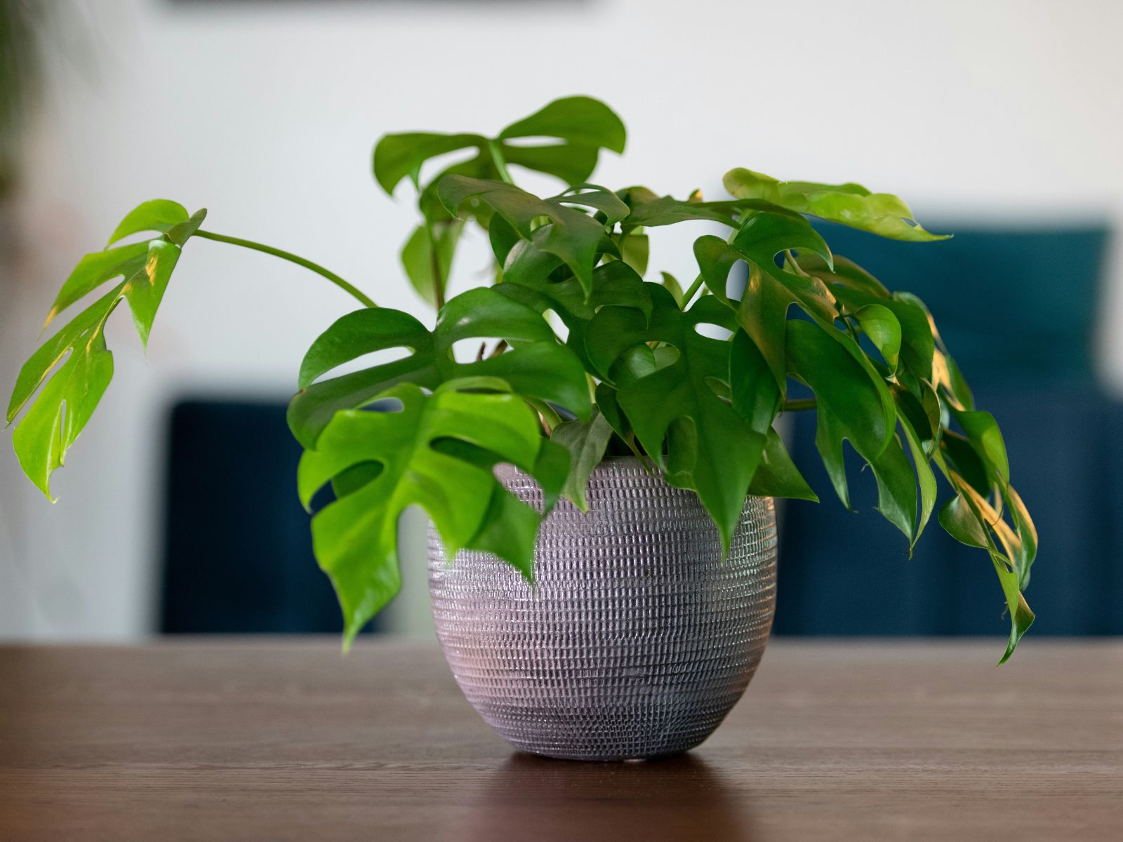 Read More Plants Unsplash