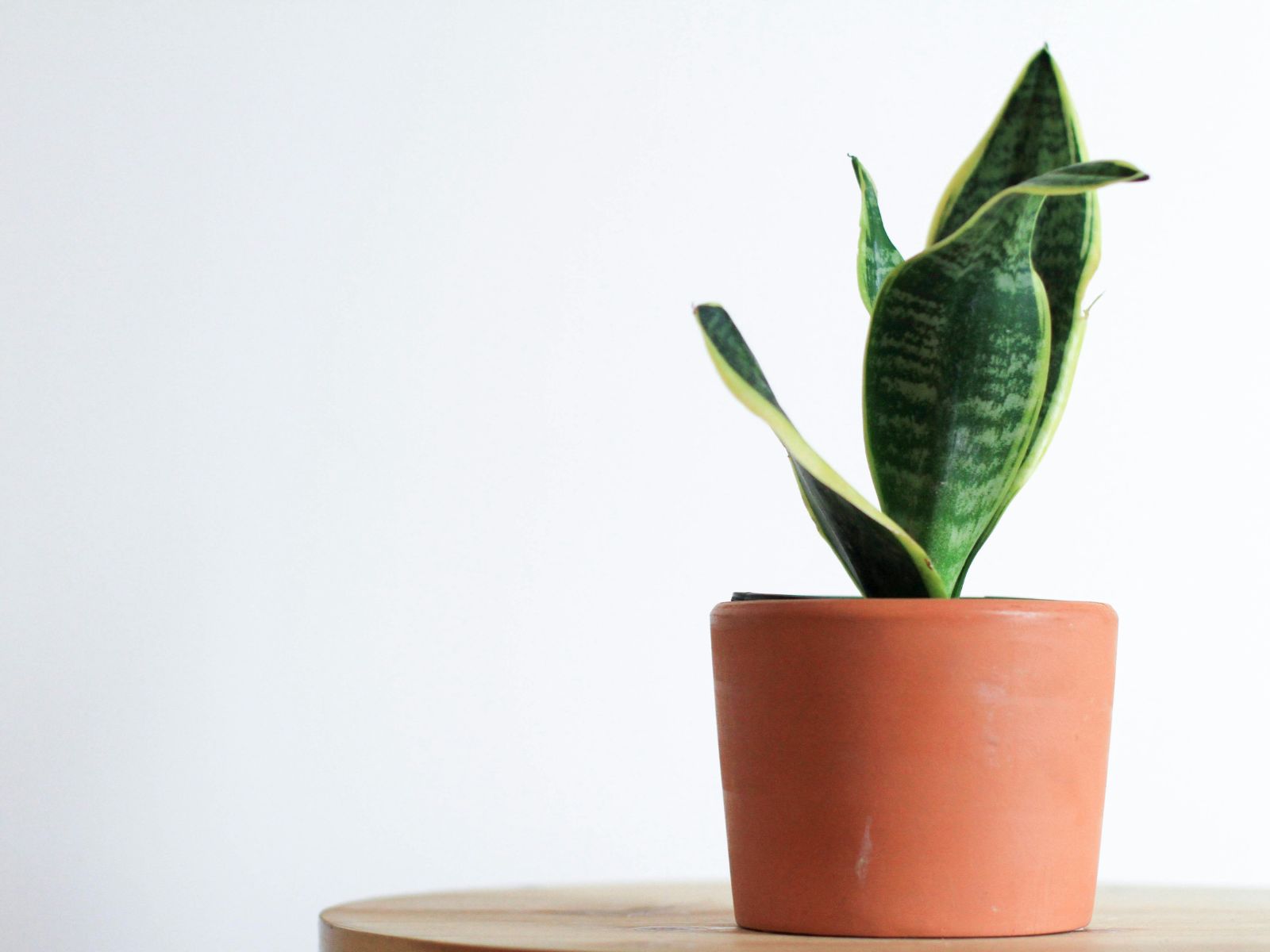 Snake Plant Unsplash