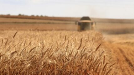 Image of a wheat field with a truck spraying pesticides in the distance.