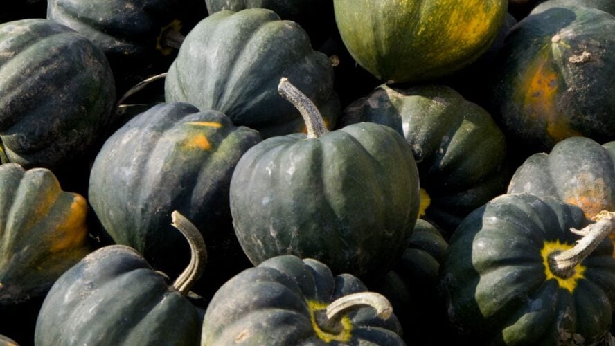 Acorn Squash Winter Squash Unsplash