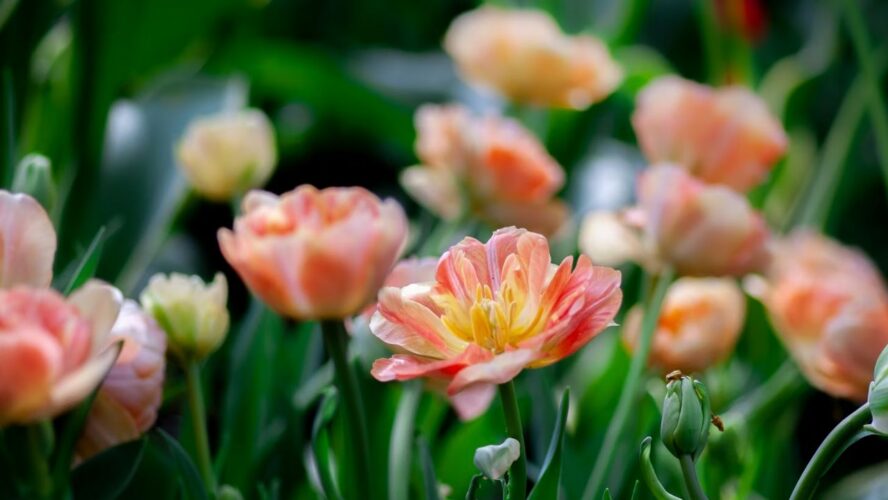 Add Color to Your Spring Garden Unsplash