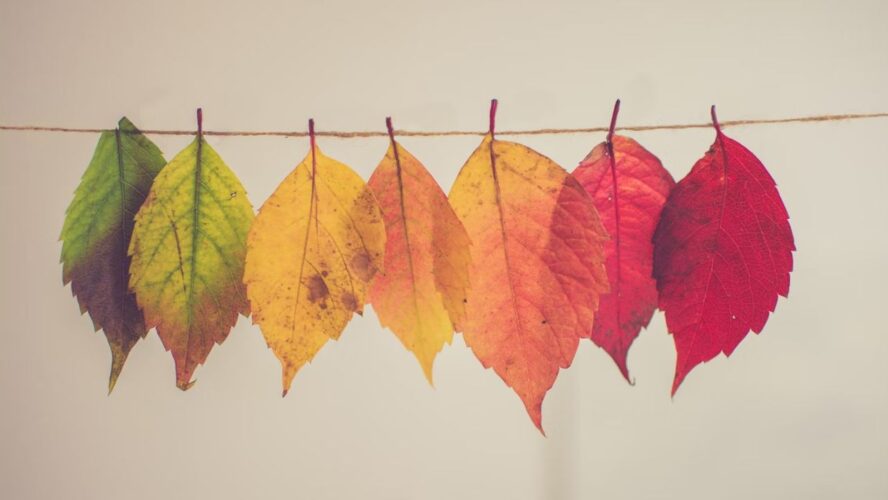 Autumn Leaves Unsplash