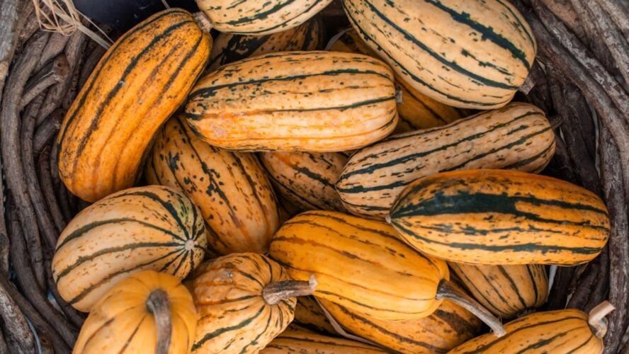 Benefits Winter Squash Varieties Unsplash