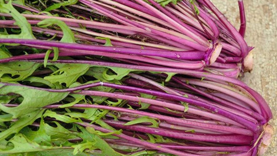 Beni Houshi Mizuna Google Commons