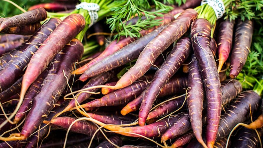 Black Carrot Purple Carrots Google Commons
